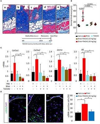 Pharmacological Inhibition of Toll-Like Receptor-4 Signaling by TAK242 Prevents and Induces Regression of Experimental Organ Fibrosis